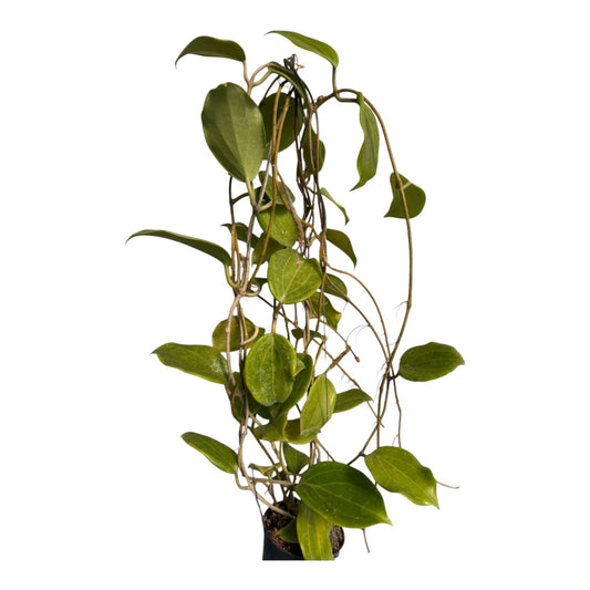 Hoya Merrillii Vine
