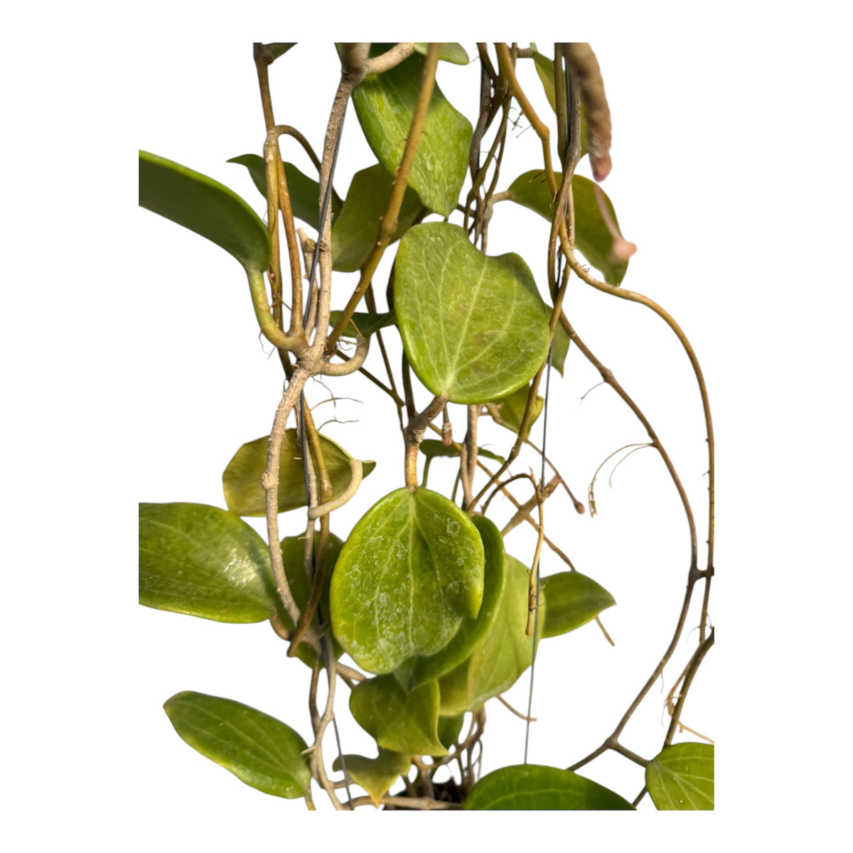 Hoya Merrillii Vine