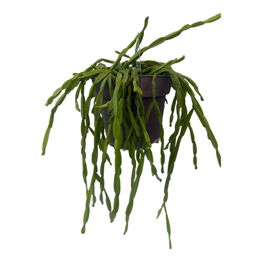Rhipsalis Paradoxa exLarge