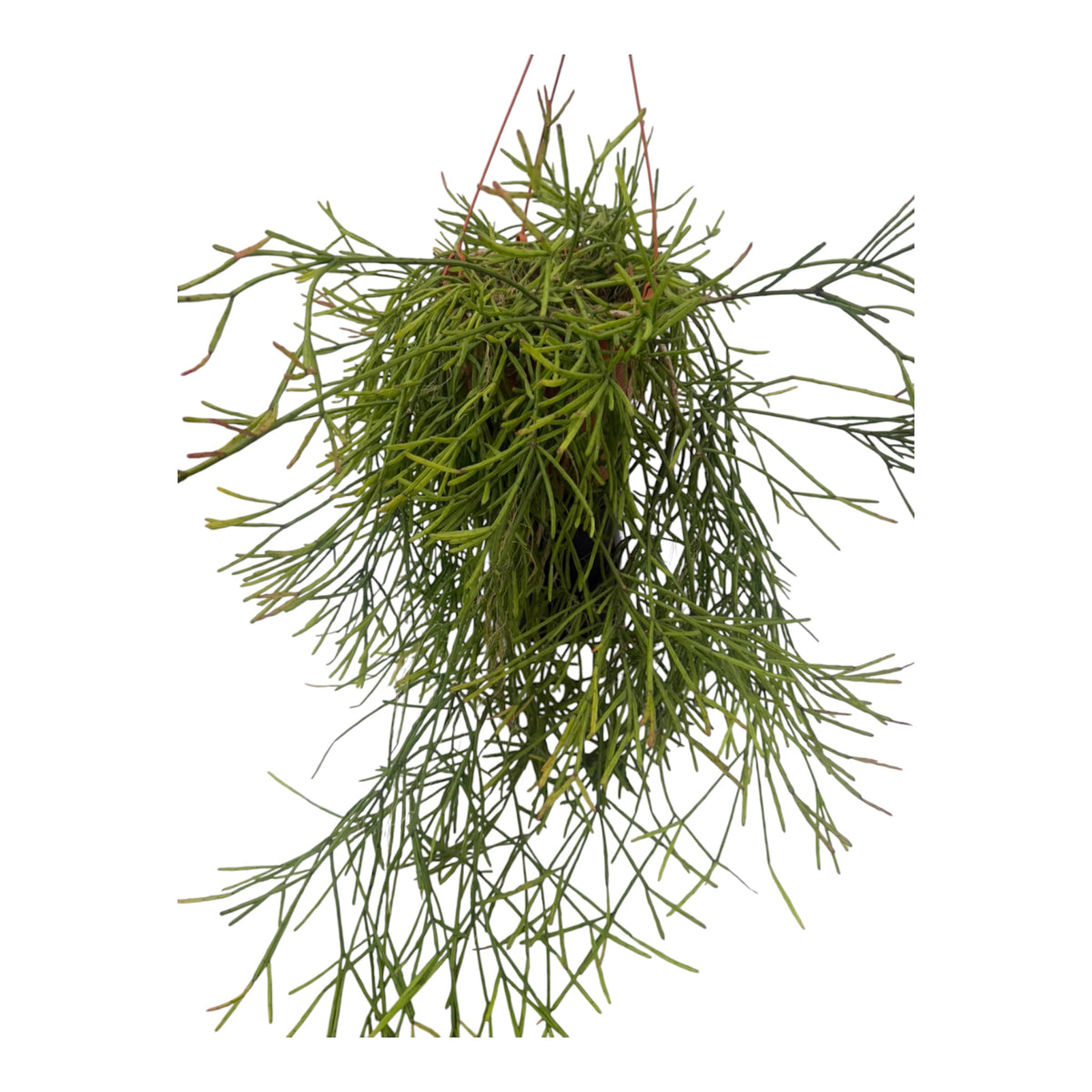 Rhipsalis Trigona exlarge 8 inch pot 2 + feet long