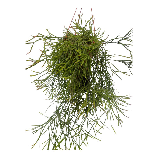 Rhipsalis Trigona exlarge 8 inch pot 2 + feet long