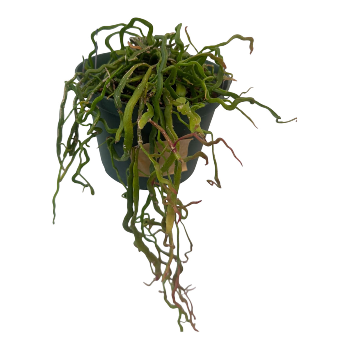 Rhipsalis Lidsip Rare find