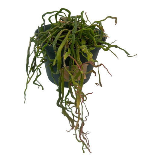 Rhipsalis Lidsip Rare find