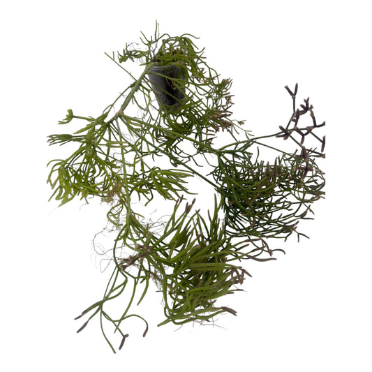 Rhipsalis Teres f. heteroclada small