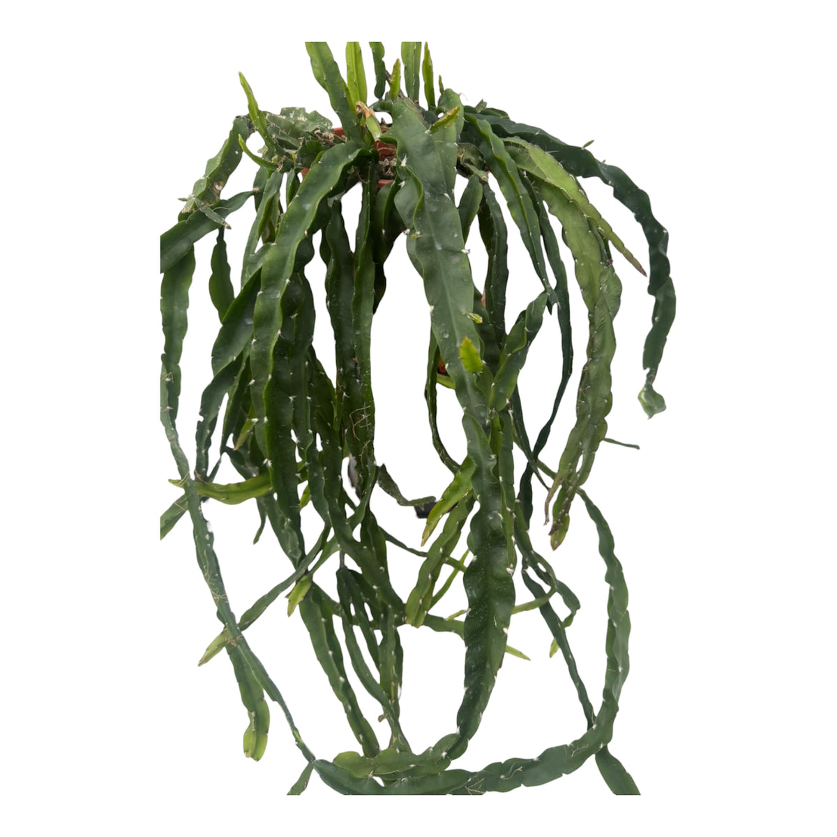 Rhipsalis cruciformis Large