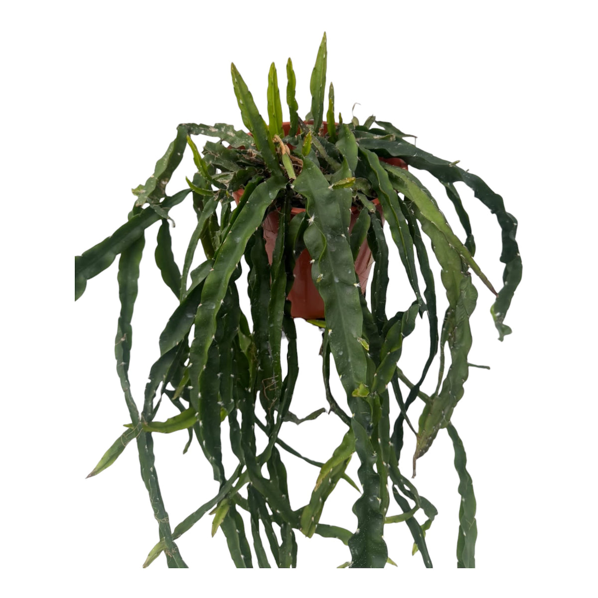 Rhipsalis cruciformis Large