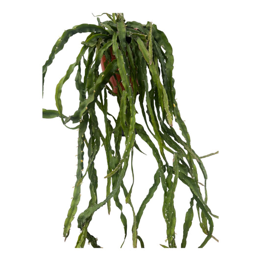 Rhipsalis cruciformis Large
