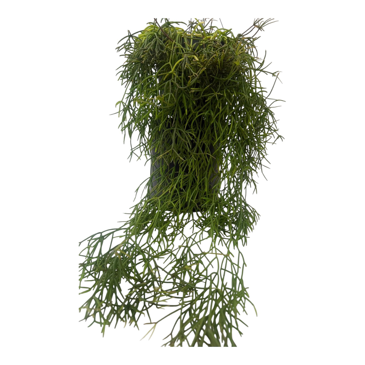 Rhipsalis Cereuscula