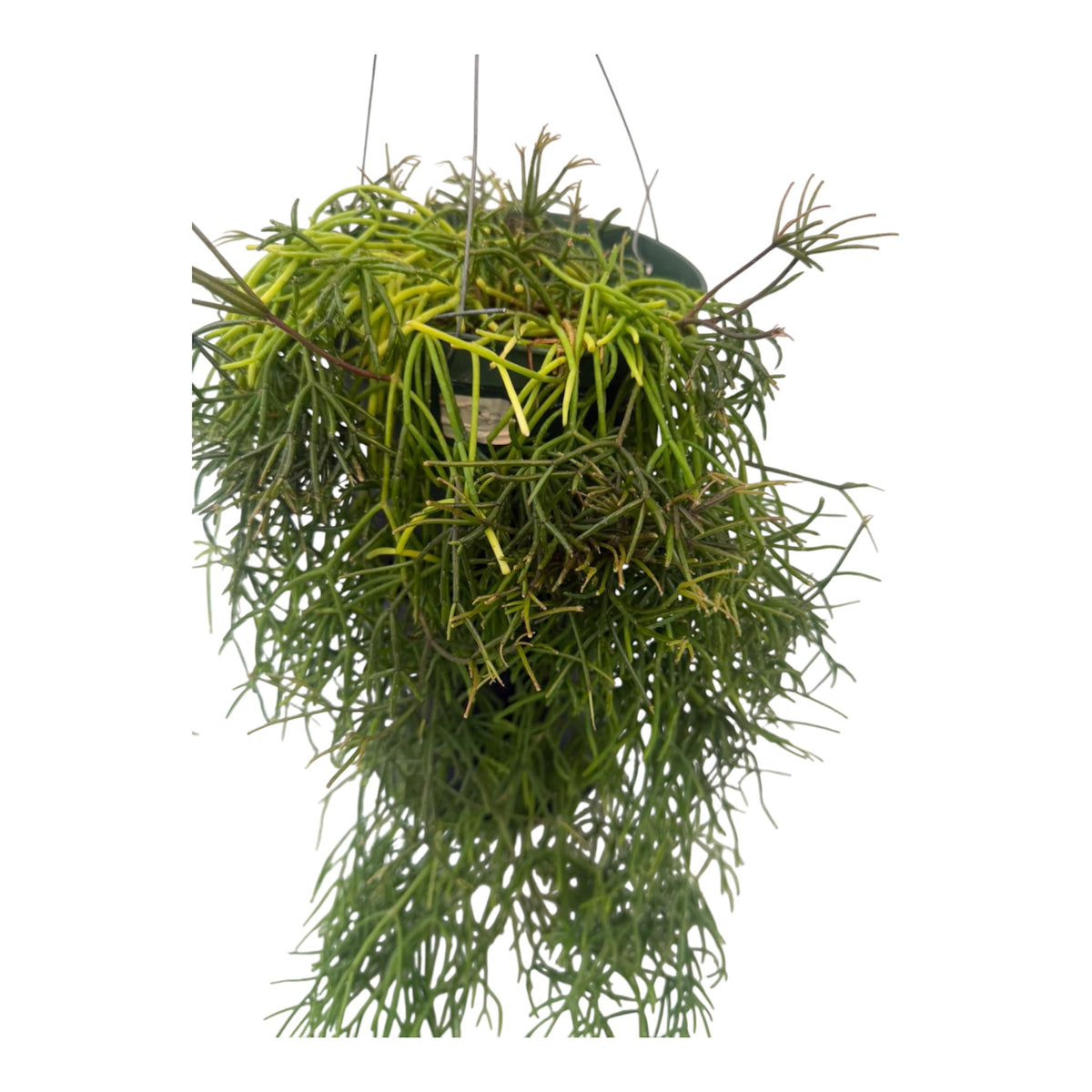 Rhipsalis Cereuscula