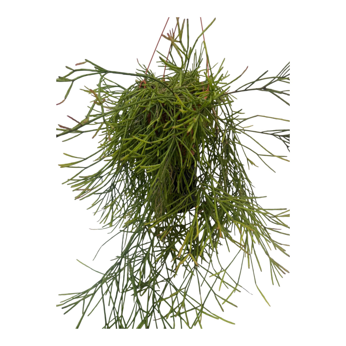 Rhipsalis Trigona exlarge 8 inch pot 2 + feet long