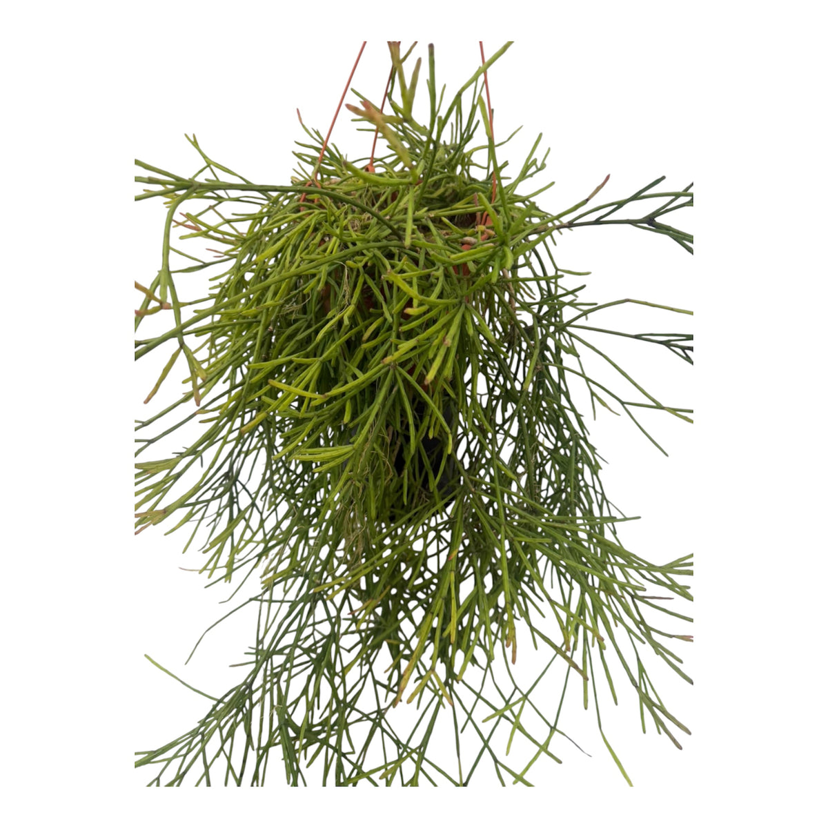 Rhipsalis Trigona exlarge 8 inch pot 2 + feet long