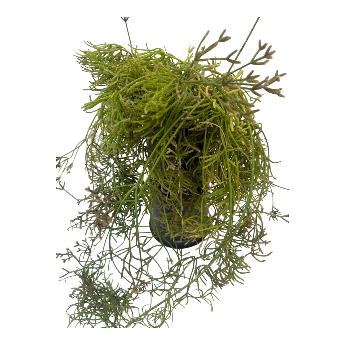 Rhipsalis Teres f. heteroclada large
