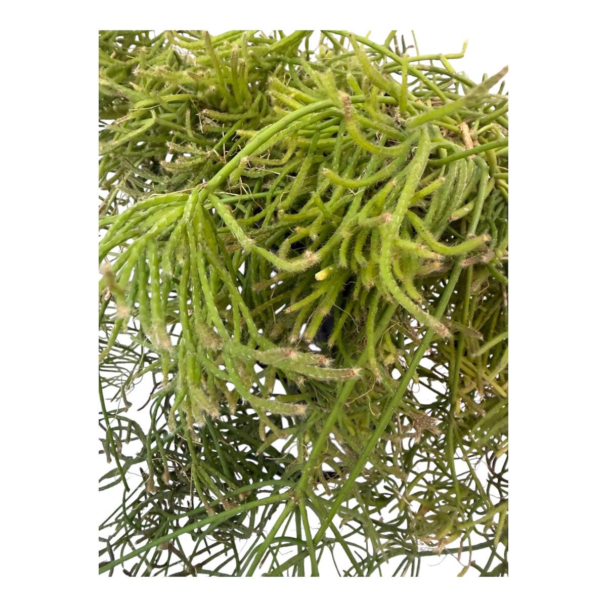 Rhipsalis Teres f. heteroclada large