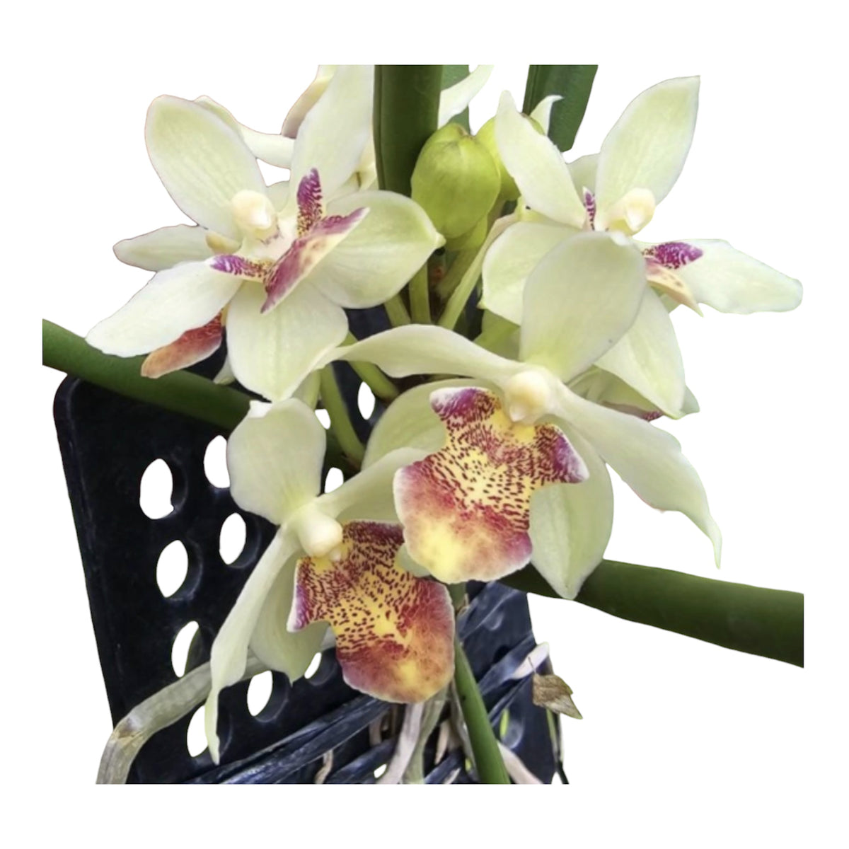 Orchid  Paraphalaenopsis laycockii
X Luisia Primulina