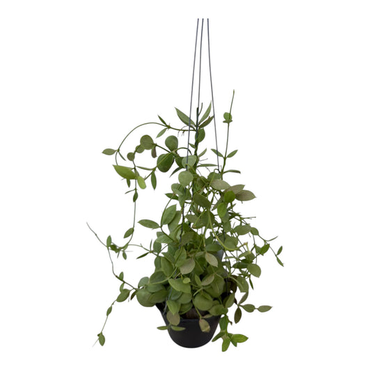 Dischidia Vidalii  (ant plant)