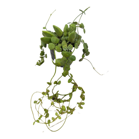 Dischidia Major Vine ( Rare find)