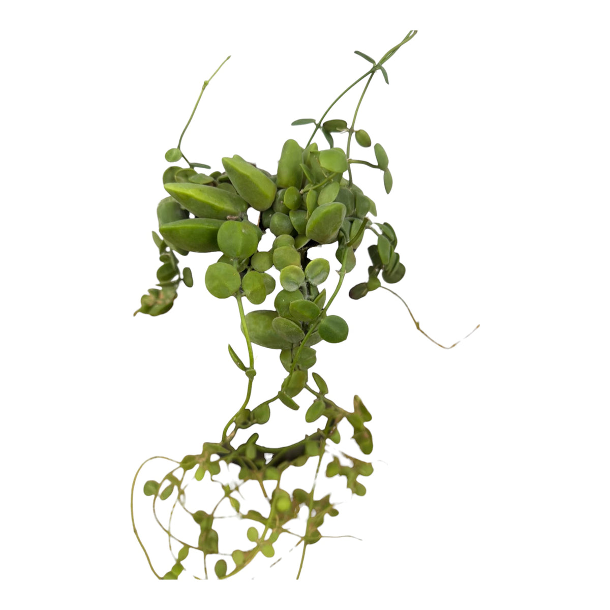 Dischidia Major Vine ( Rare find)