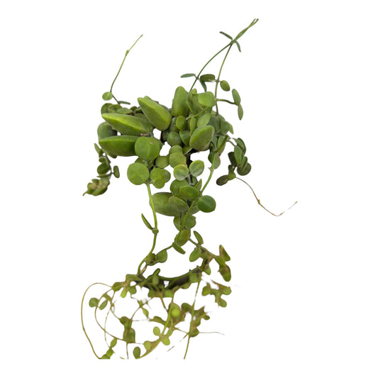 Dischidia Major Vine ( Rare find)