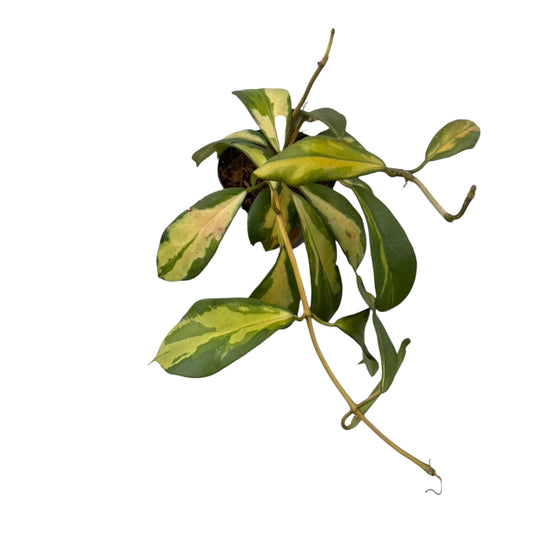 Hoya diversifolia maharani