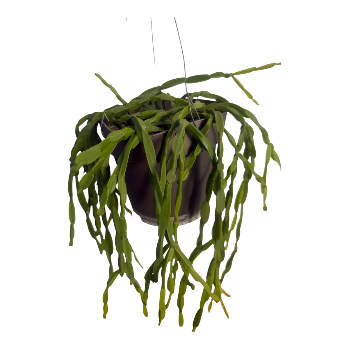 Rhipsalis Paradoxa large