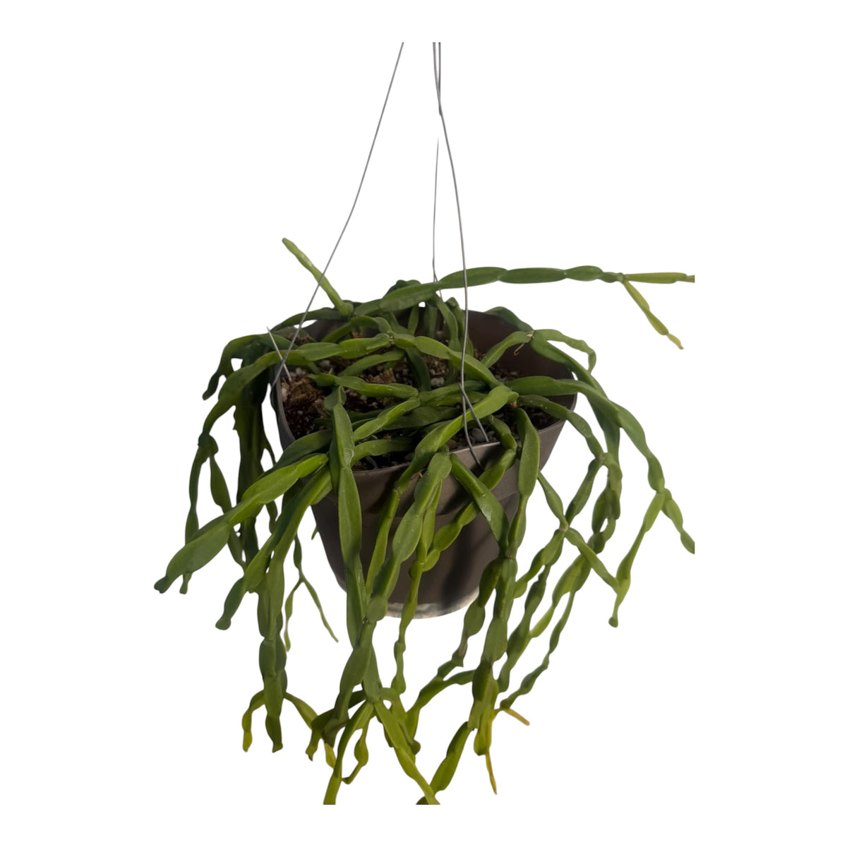 Rhipsalis Paradoxa large