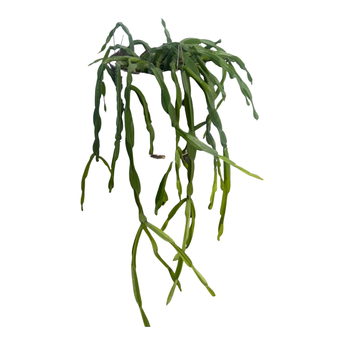 Rhipsalis Paradoxa large