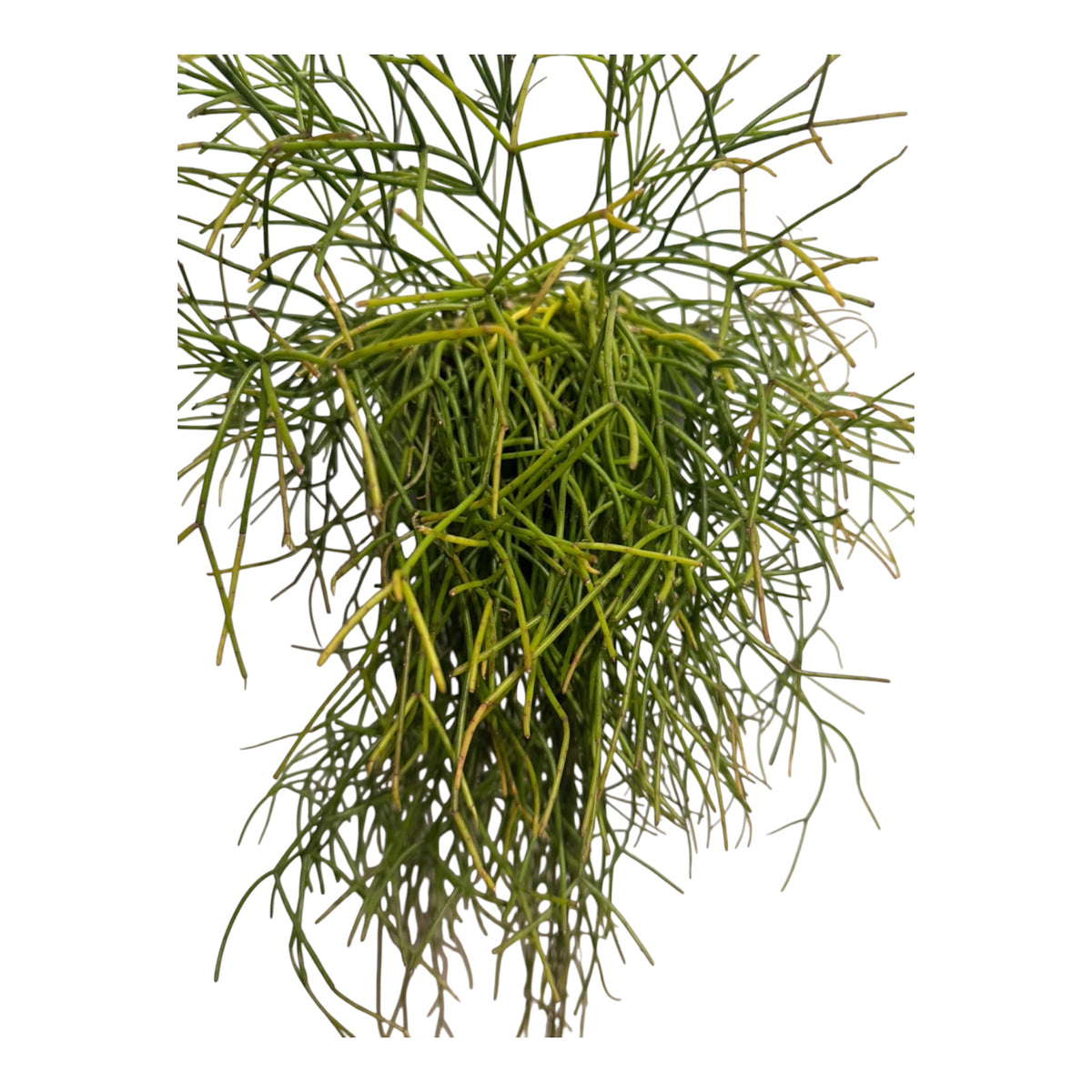 Rhipsalis Baccifera Large 6 “ pot