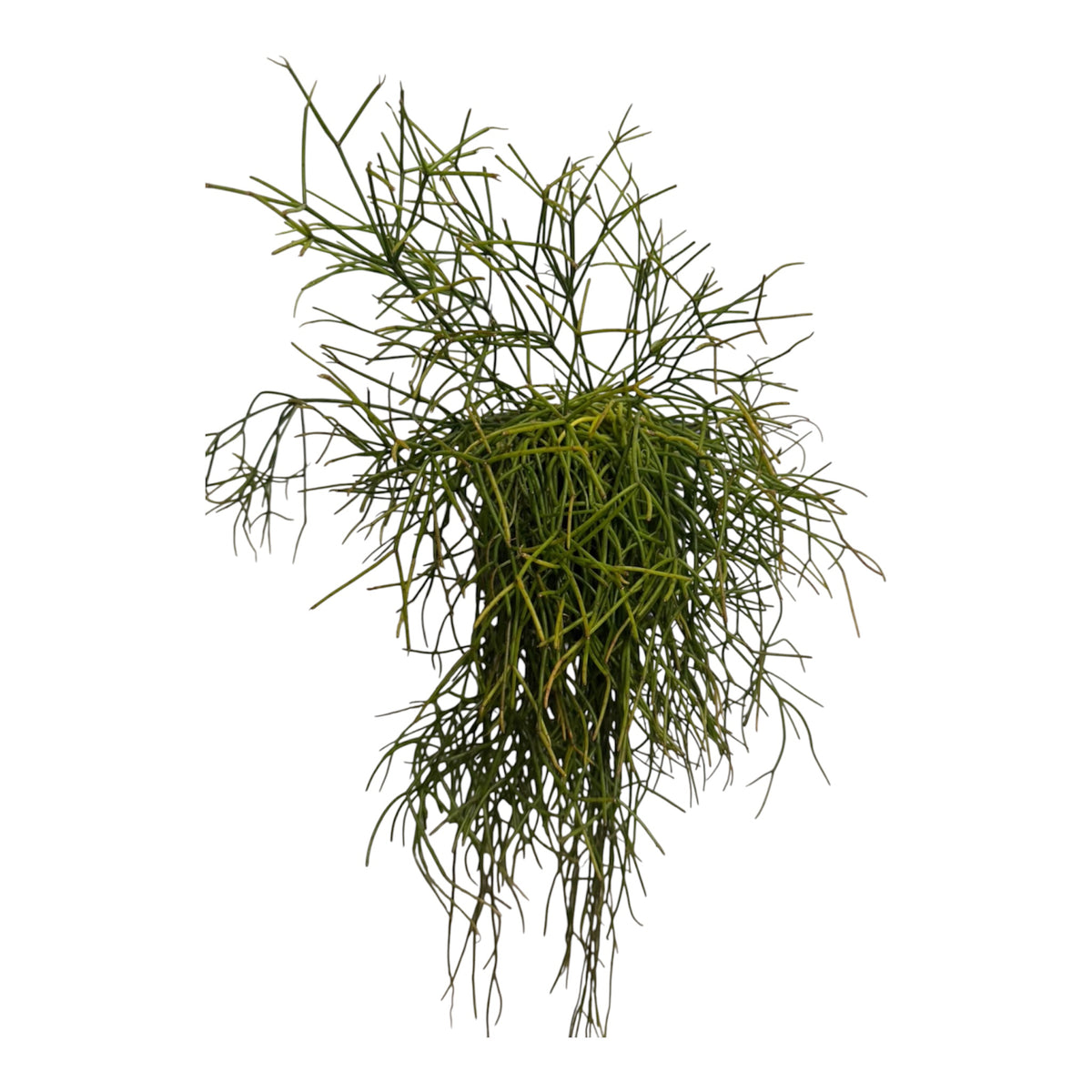 Rhipsalis Baccifera Large 6 “ pot