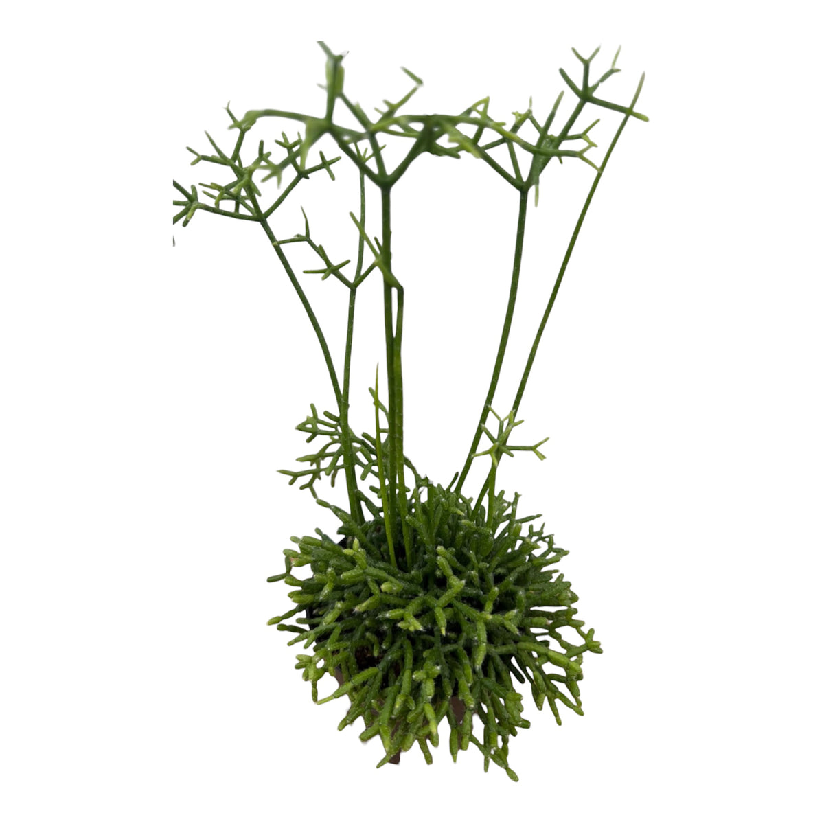 Rhipsalis cereuscula
