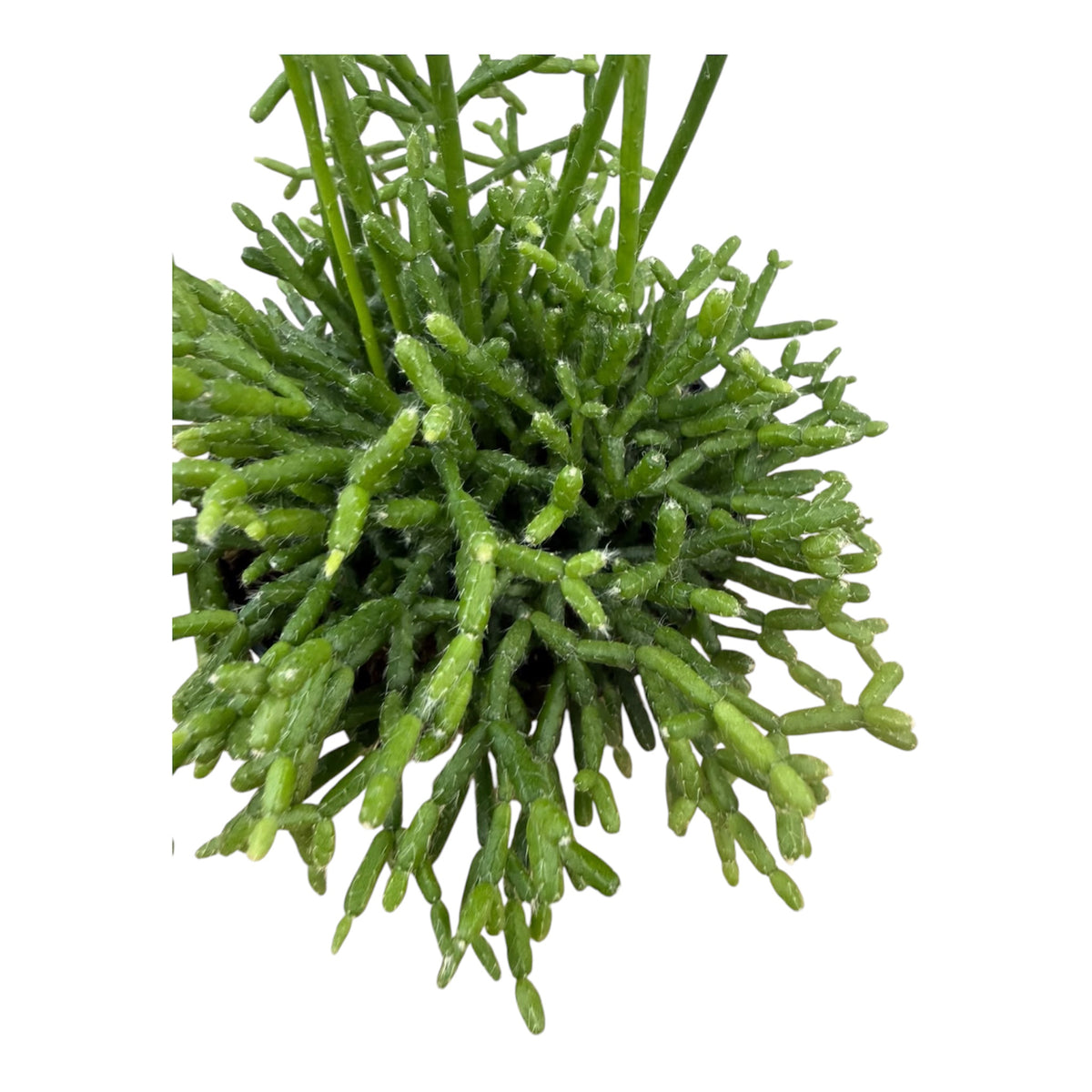 Rhipsalis cereuscula