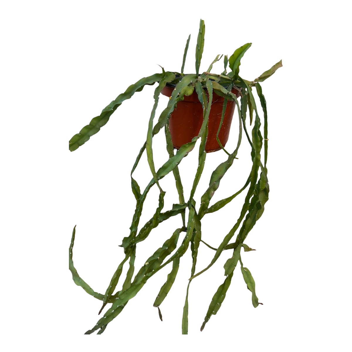 Rhipsalis cruciformis Medium