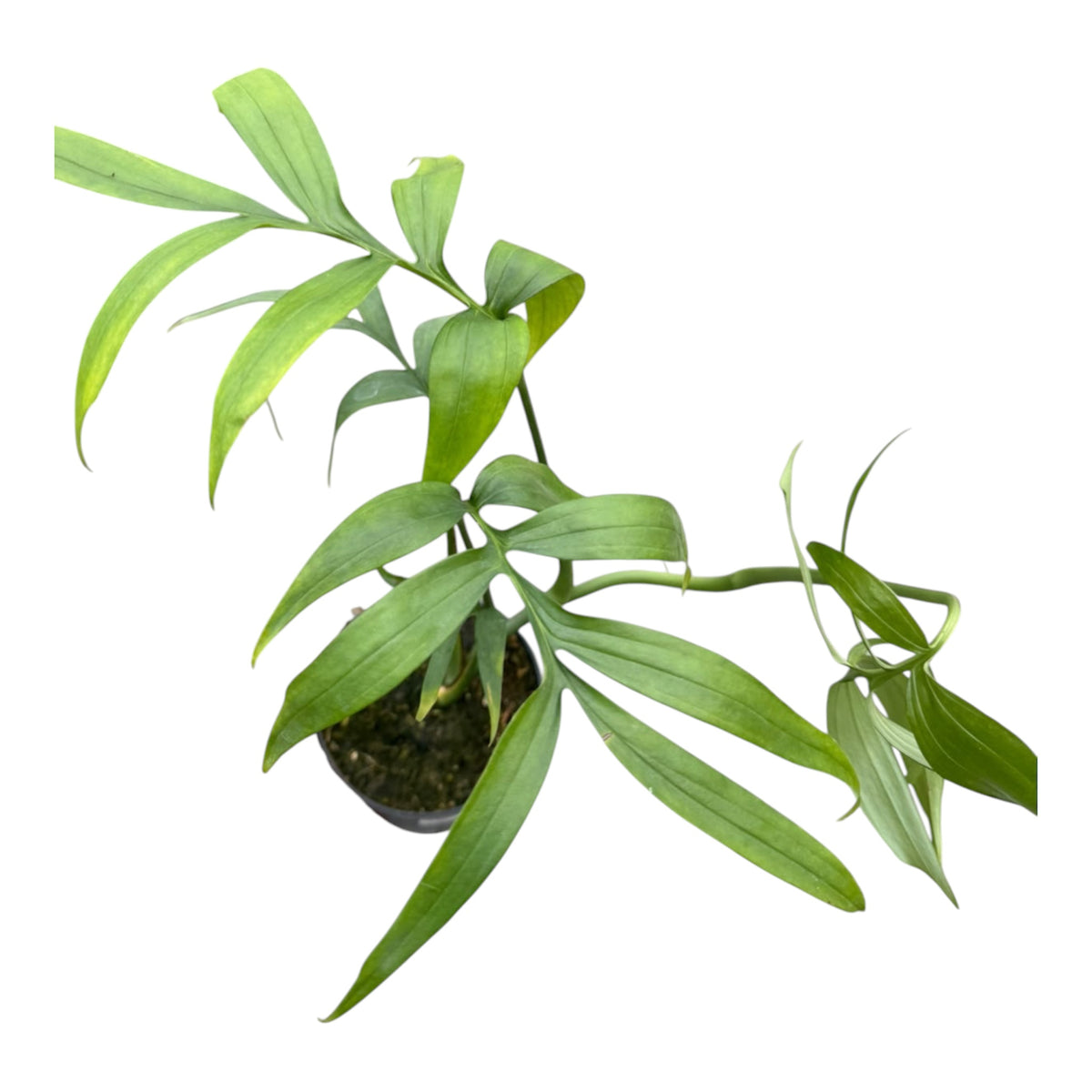 Monstera subpinnata large