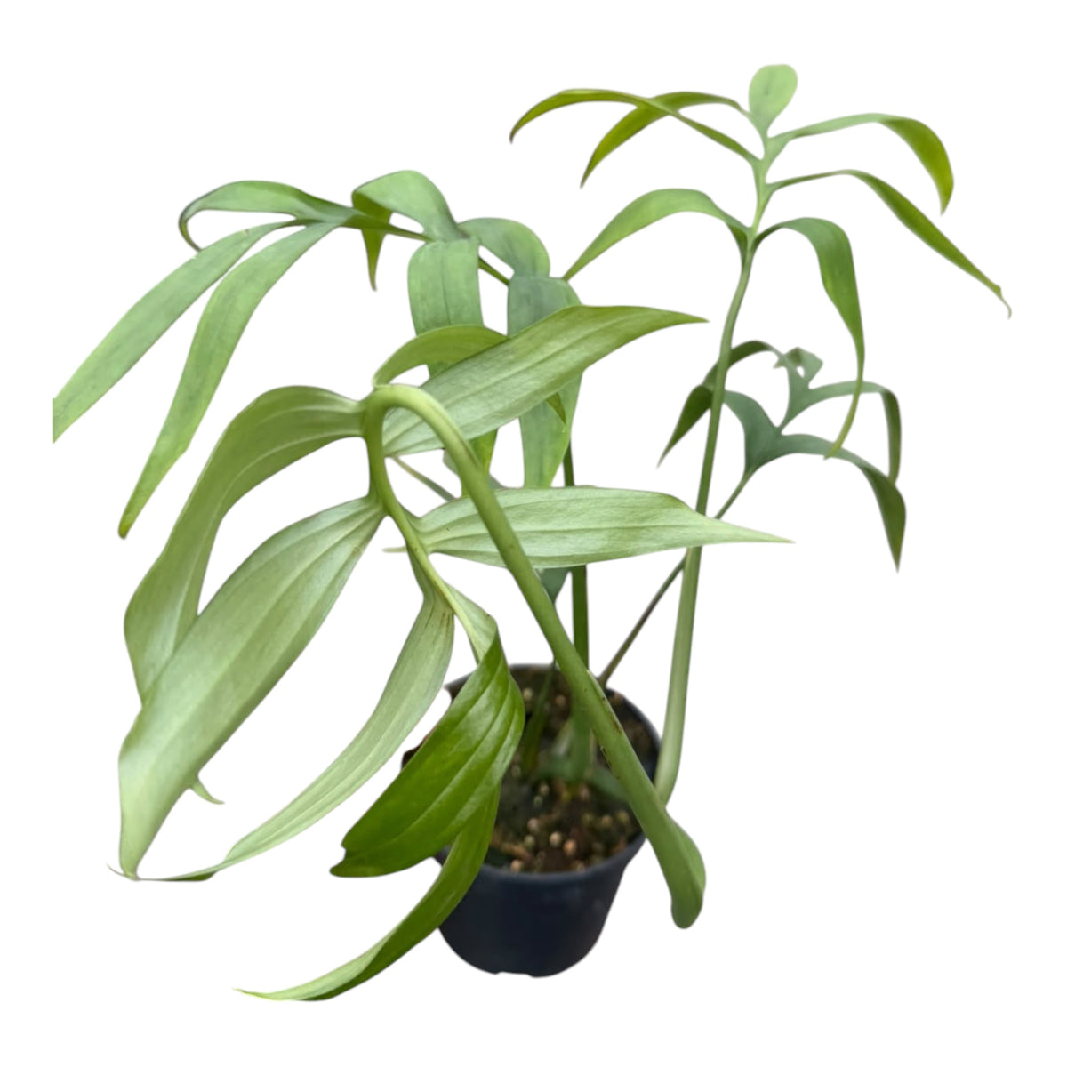 Monstera subpinnata large