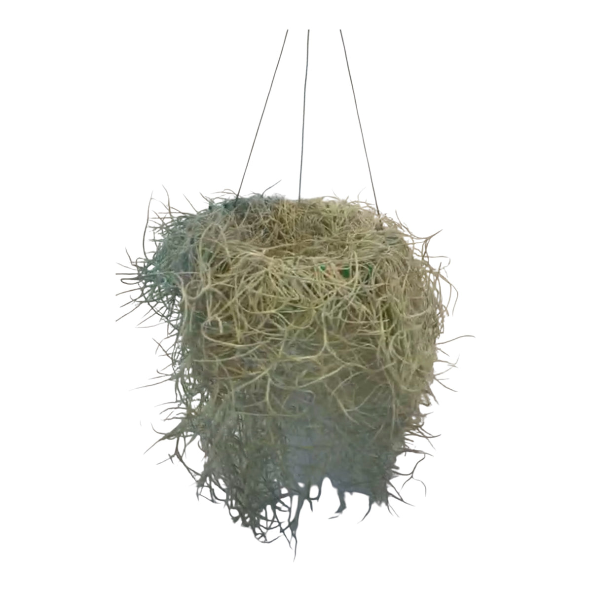 Spanish Moss Large Ring Basket
