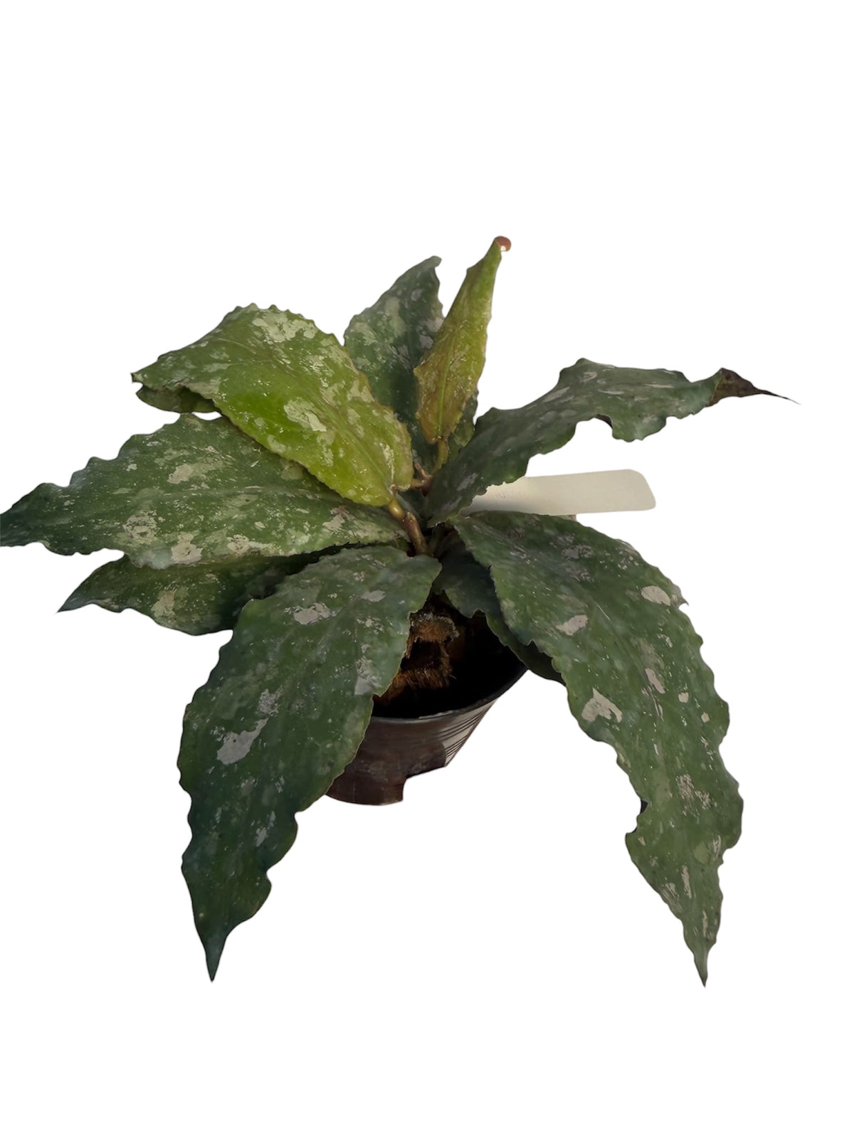 Hoya Undulata