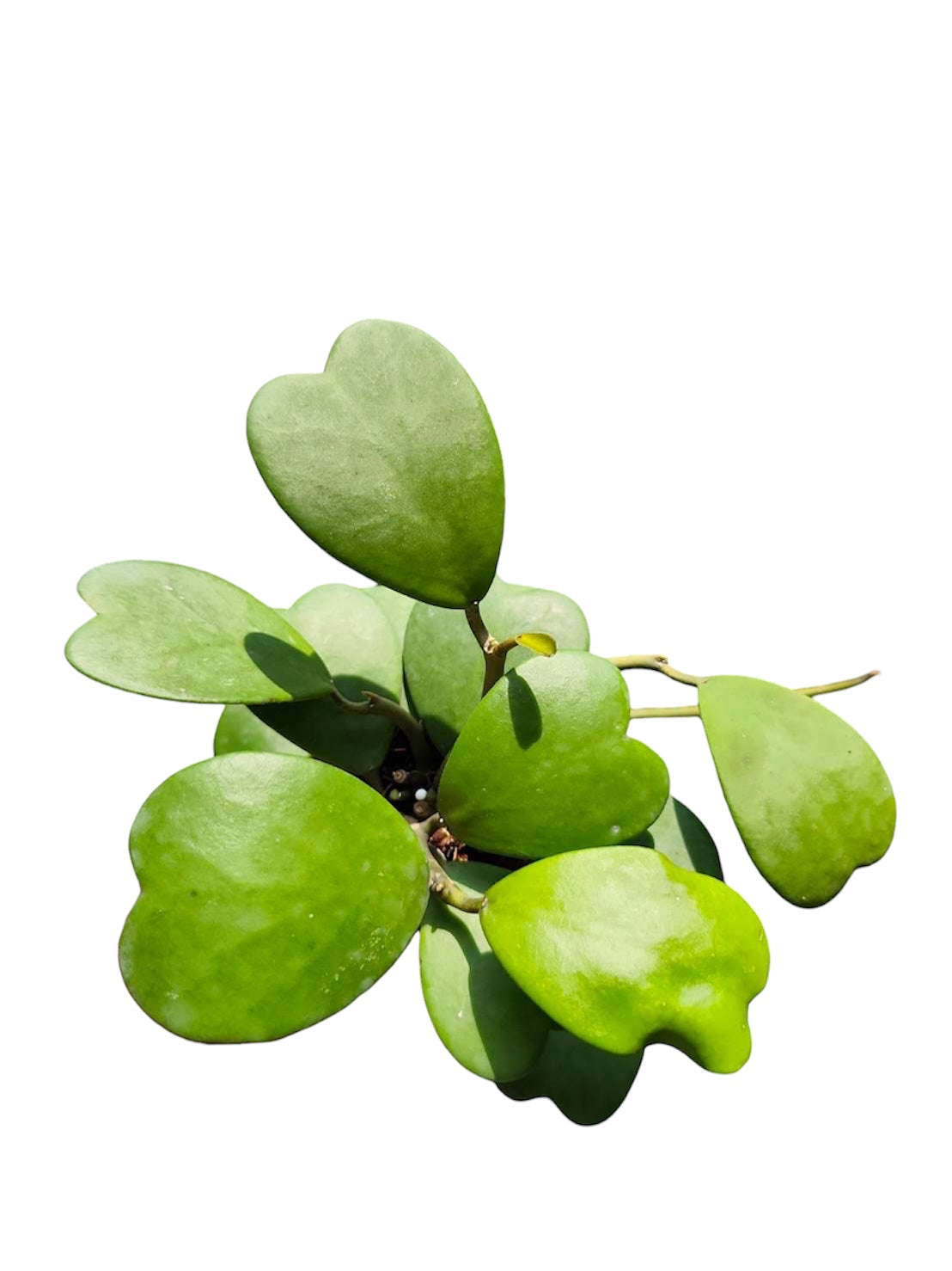 Kerri Heart green