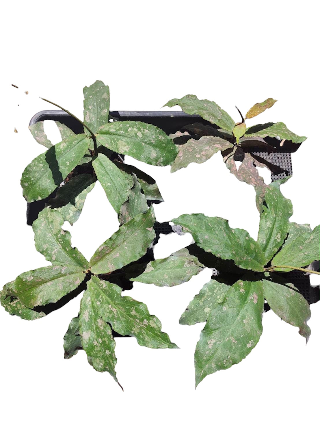 Hoya Undulata