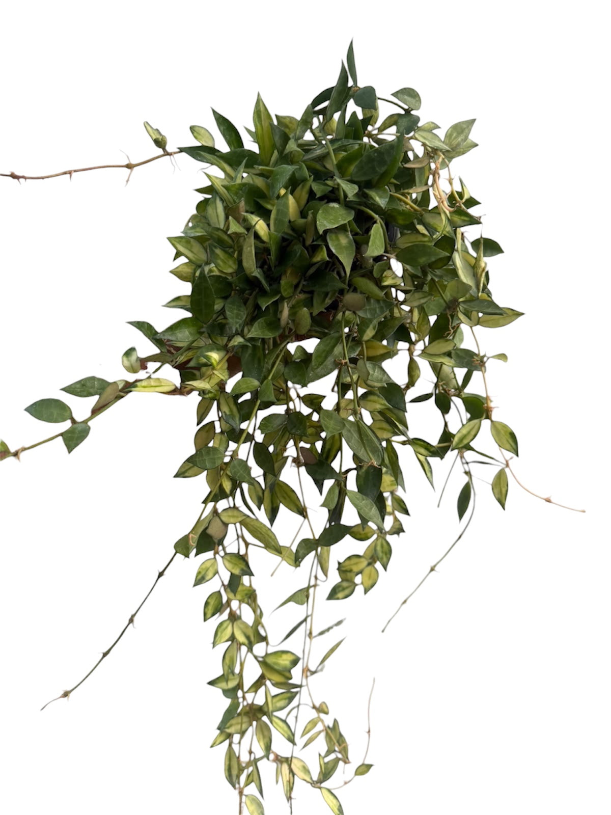 Hoya Lacunosa variegated