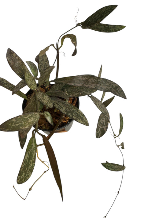 Hoya sigillatis