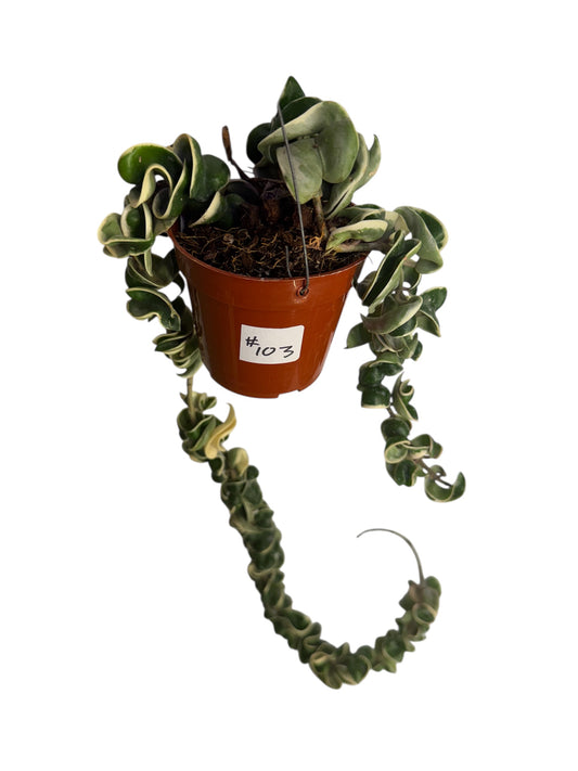 Hoya Hidu rope Variegated