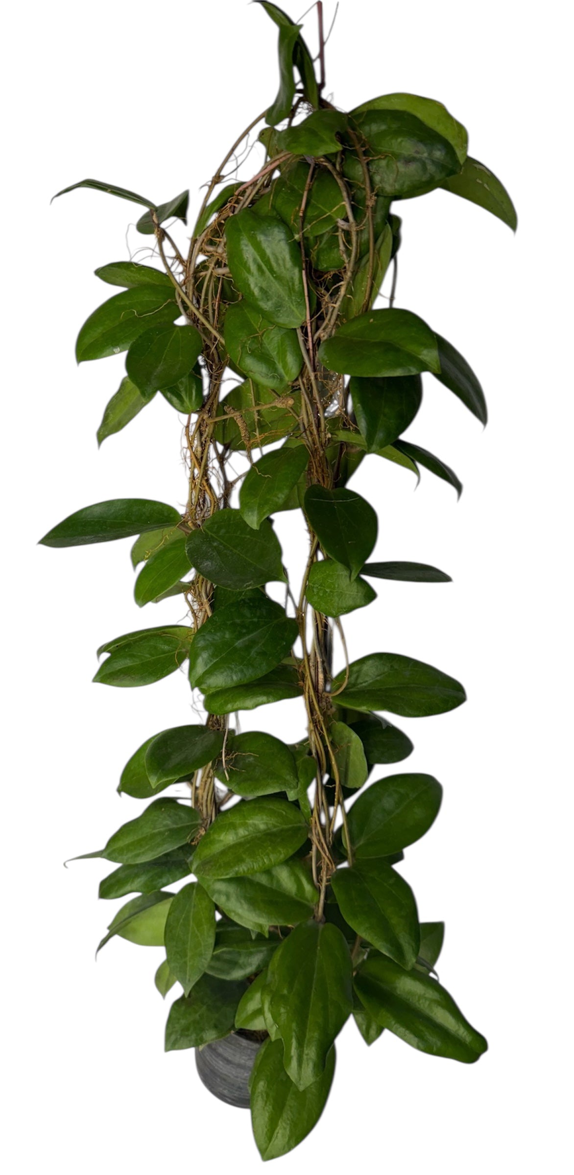 Hoya fitchii 'Yellow’