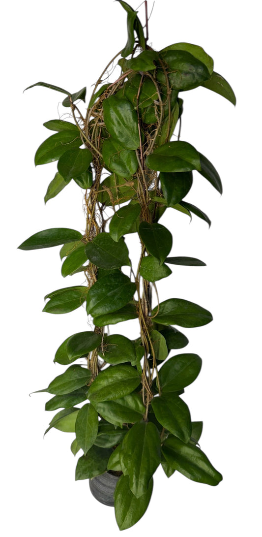 Hoya fitchii 'Yellow’