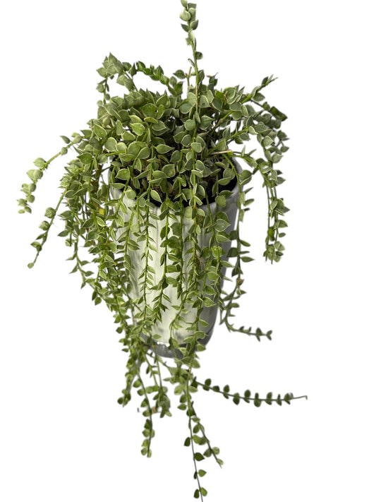 Dishchidia Variegated Million Hearts ruscifolia