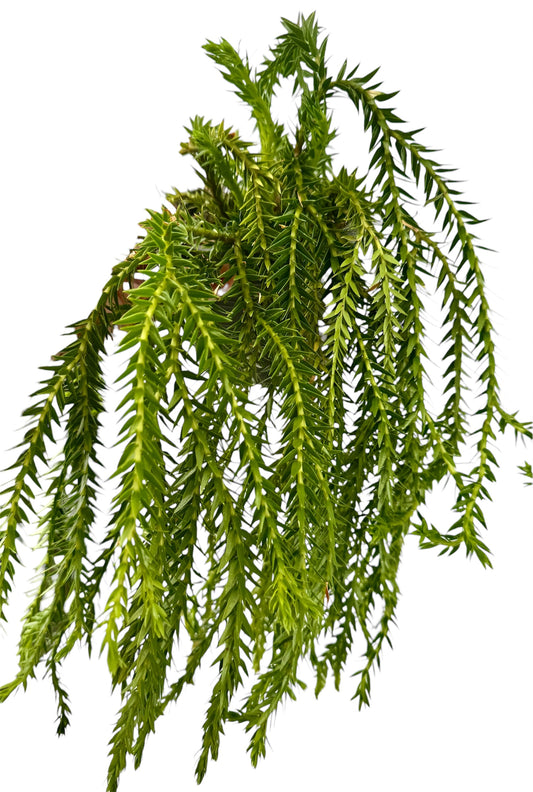 Huperzia Nangklay Taran