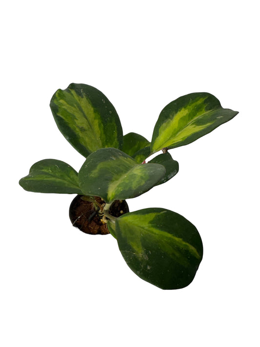 Hoya Obovata Variegated