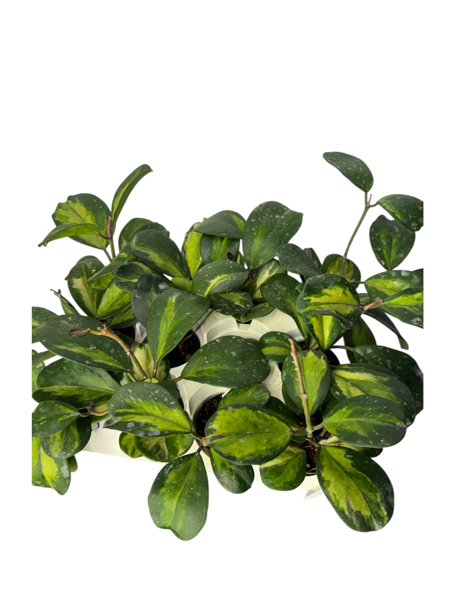 Hoya Obovata Variegated