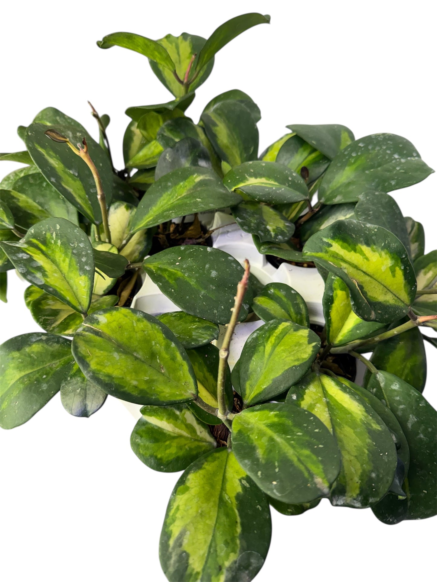 Hoya Obovata Variegated