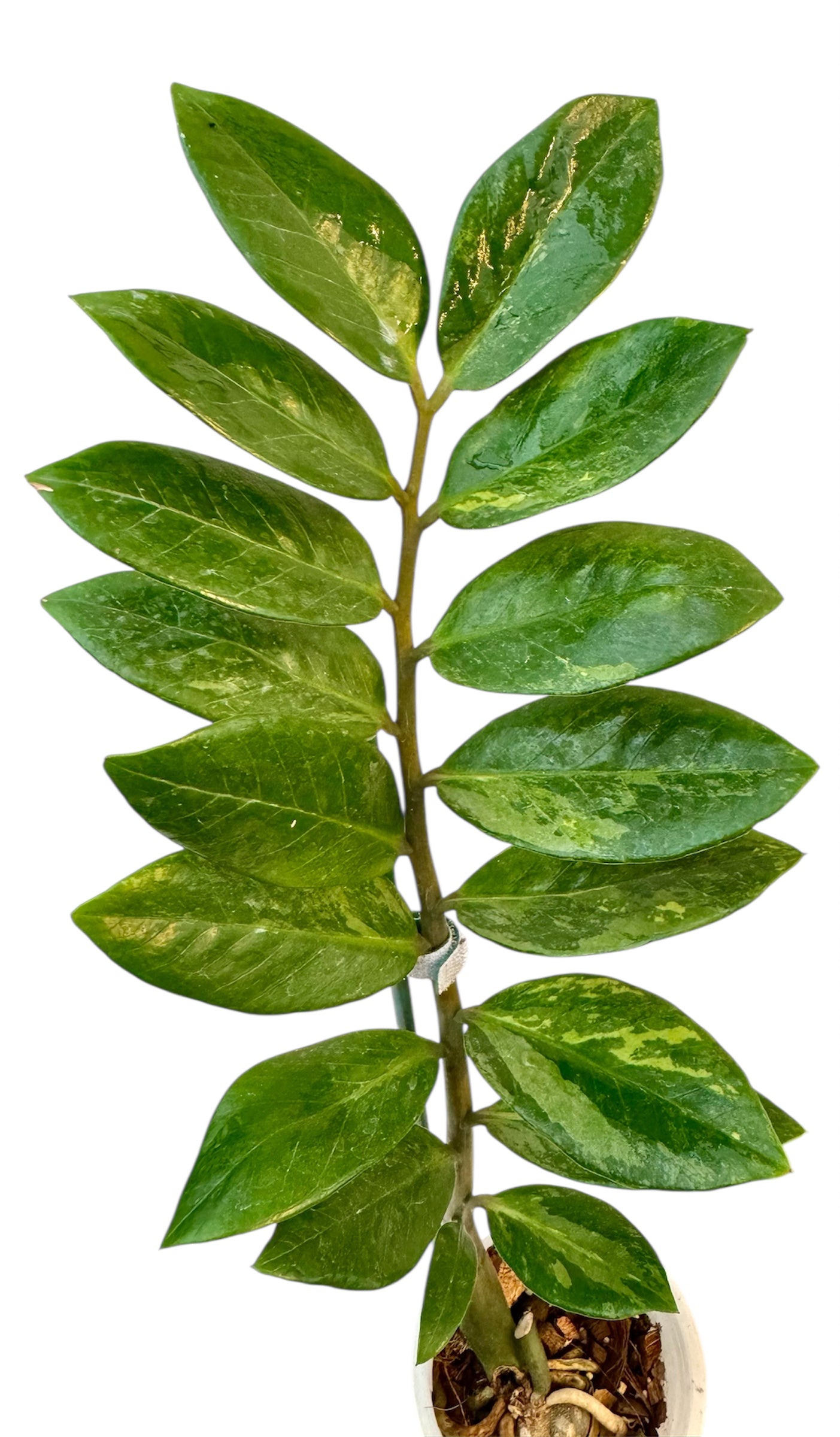 Variegated ZZ one shoot