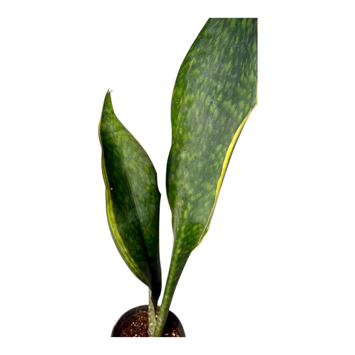 Sansevieria 'Congo' variegated Big Leaf ( Rare Find) 36 inch tall