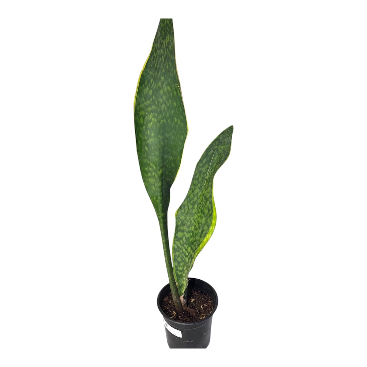 Sansevieria 'Congo' variegated Big Leaf ( Rare Find) 36 inch tall